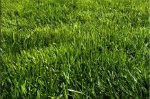 Comment choisir la meilleure débroussailleuse thermique pour votre jardin?