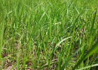 Les débroussailleuses thermiques les plus puissantes pour les mauvaises herbes les plus tenaces