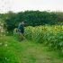 Comment choisir la meilleure débroussailleuse thermique pour votre jardin?